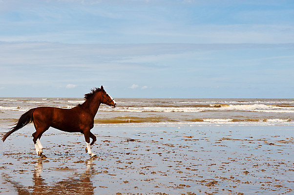 포토 JPG 해외이미지 동물 구름 계절 유럽 모래 파도 바다 포유류 모션 자연 하늘 풍경 해변 사람없음 야외 파란색 모래사장 봄 거품 젖음 춤 만 고독 네덜란드 진흙 갈기 북쪽 대서양 수평선 해외202004 해외포토 자연요소 감정 나라 컬러 문화예술 방향 생태계 파일형식 이미지허브