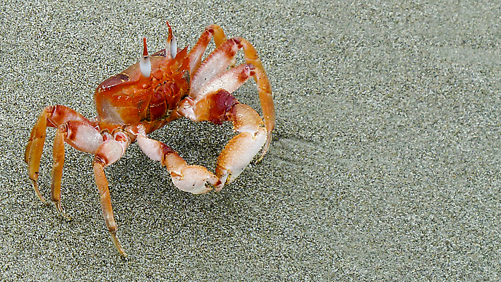 포토 JPG 해외이미지 동물 모래 바다 섬 여행 자연 하늘 갑각류 사람없음 빨간색 물 여름 파란색 게 갈라파고스 내추럴 해외202004 해외포토 자연요소 계절 컬러 생태계 에콰도르 파일형식 이미지허브