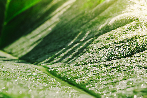 포토 JPG 해외이미지 식물 백그라운드 잎 꽃무늬 자연 아침 사람없음 야외 초록색 물 환경 정원 젖음 물방울 신선 떨어짐 이슬 빗방울 질감 내추럴 해외202004 해외포토 주간 자연요소 꽃 컬러 컨셉 무늬 비_날씨 생태계 파일형식 이미지허브