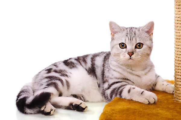 포토 JPG 해외이미지 동물 1 응시 행복 포즈 장난 놀이 수염 털 실내 앉기 사람없음 파란색 반려동물 귀여움 고양이 줄무늬 카펫 회색 흰색 은색 작음 가득함 호기심 슛 솜털 노려봄 거짓말 고립 해외202004 해외포토 시선 감정 컬러 컨셉 무늬 포유류 모션 표정 내부 크기 파일형식 이미지허브