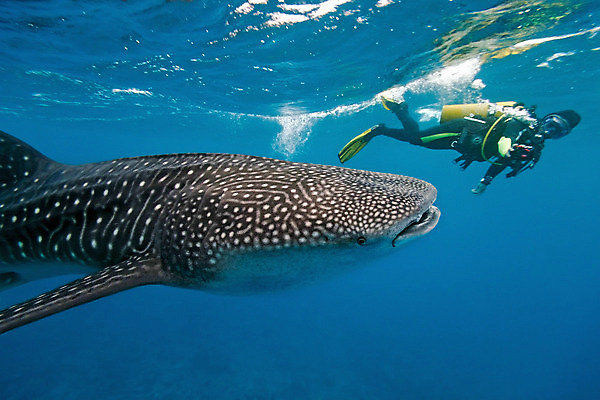 포토 JPG 해외이미지 동물 야생동물 바다 자연 어류 사람없음 물 파란색 카메라 잠수부 사진사 고래 다이빙 상어 몰디브 동물상 해외202004 해외포토 자연요소 아시아 컬러 포유류 전자제품 조형물 수영 수중동물 전문직 작가 생태계 수중스포츠 파일형식 이미지허브