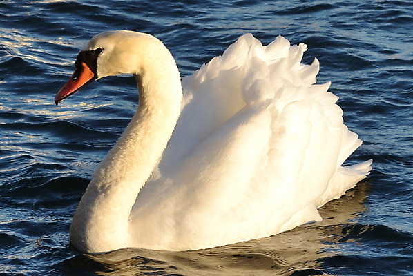 포토 JPG 해외이미지 사람없음 백조 해외202004 해외포토 조류 파일형식 이미지허브