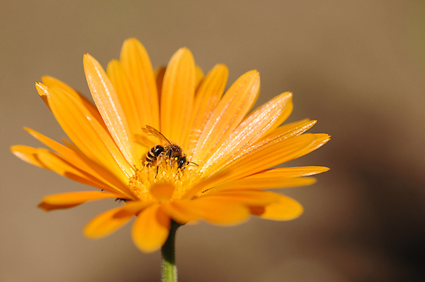 포토 JPG 해외이미지 식물 동물 꽃 곤충 자연 사람없음 정원 봄 벌 묘사 데이지 꽃가루 꿀 해외202004 해외포토 계절 가루 생태계 파일형식 이미지허브