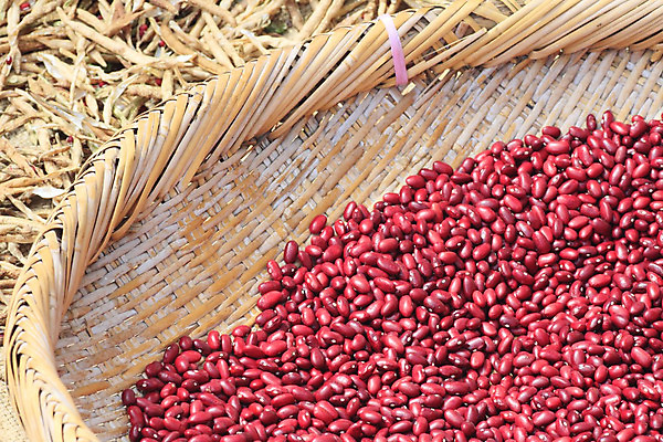 포토 JPG 해외이미지 식물 음식 채소 자연 콩 건조 건강 씨앗 사람없음 빨간색 농작물 수확 시골 그룹 닫기 유기농 제비 채식주의자 해외202004 해외포토 웰빙 컬러 농업 모션 조류 곡류 생태계 채식 파일형식 이미지허브