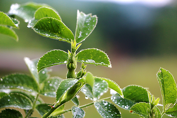 포토 JPG 해외이미지 나무 식물 꽃 백그라운드 잎 꽃무늬 자연 날씨 건강 사람없음 초록색 물 햇빛 장미 환경 정원 봄 거품 물방울 나뭇가지 신선 떨어짐 보호 이슬 빗방울 허브 순수 그림 에코 친환경 유기농 내추럴 바이오 생태학 해외202004 해외포토 자연요소 웰빙 계절 교육 컬러 컨셉 무늬 태양 비_날씨 생태계 파일형식 이미지허브