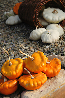 포토 JPG 해외이미지 식물 계절 음식 백그라운드 농업 채소 오렌지 자동차 자연 호박 휴가 사람없음 장식 농장 정원 미니어처 할로윈 수확 가을 역사 작음 11월 질감 박 10월 미니 식용 옛날 해외202004 해외포토 산업 육상교통 과일 모형 날짜 크기 생태계 파일형식 이미지허브