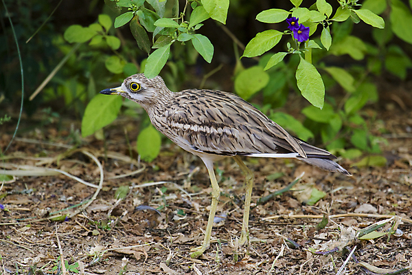 포토 JPG 해외이미지 한마리 응시 야생동물 자연 조류 동물원 사람없음 야외 검은색 회색 흰색 점 습지 깃털 부리 물새 노려봄 단아함 얇은 해외202004 해외포토 동물 1 시선 컬러 표정 생태계 파일형식 이미지허브