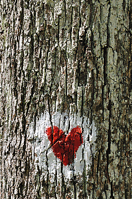 포토 JPG 해외이미지 모양 나무 디자인 패턴 추상 발렌타인데이 창조 사랑 사람없음 목재 그래픽 빨간색 페인트 하트 시골 그리기 그래피티 심볼 묘사 부식 질감 나무껍질 그런지 해외202004 해외포토 식물 감정 컬러 무늬 재료 모션 데이이벤트 껍질 낙서 그림 파일형식 이미지허브