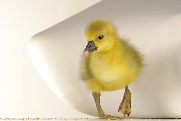 포토 JPG 해외이미지 동물 1 어린이 백그라운드 농업 가족 조류 휴가 부활절 새로움 오리 함께함 병아리 사랑 사람없음 반려동물 노란색 수영 치킨 놀람 봄 꿈 흰색 시골 아기 신생아 뜨거움 달콤 보호 작음 깃털 만족 부리 부드러움 거위 고립 돌봄 밭일 흥미 해외202004 해외포토 계절 기념일 감정 산업 컬러 컨셉 관계 모션 표정 사람 수상스포츠 감각 맛 크기 닭고기요리 파일형식 이미지허브