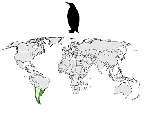 EPS 해외이미지 실루엣 백그라운드 지도 일러스트 초록색 세계 검은색 미국 흰색 심볼 사인 대륙 펭귄 브라질 칠레 남쪽 아르헨티나 고립 분배 우루과이 해외202004 해외일러스트 컬러 북아메리카 조류 촬영기법 남아메리카 방향 파일형식 벡터 이미지허브