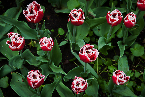 포토 JPG 해외이미지 꽃잎 꽃 잎 자연 따뜻함 사람없음 빨간색 초록색 빛 정원 봄 튤립 흰색 이슬 다발 보케 부드러움 해외202004 해외포토 식물 계절 컬러 감각 생태계 파일형식 이미지허브