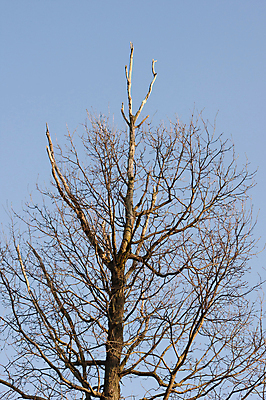 포토 JPG 해외이미지 나무 공원 자연 건조 풍경 사람없음 목재 환경 죽음 환경오염 숲 부식 생태계 나무껍질 생태학 신맛 해외202004 해외포토 식물 공공시설 교육 컨셉 재료 껍질 맛 파일형식 이미지허브