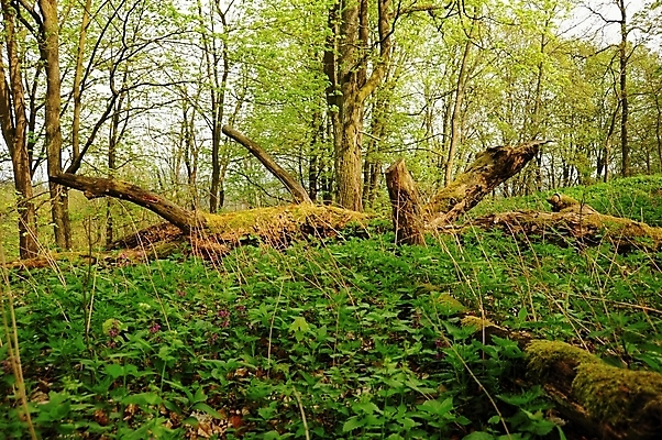 포토 JPG 해외이미지 나무 식물 계절 공원 백그라운드 잎 자연 바닥 이끼 풍경 사람없음 야외 목재 초록색 여름 갈색 환경 성장 나뭇가지 황무지 숲 열대우림 나무껍질 체코 내추럴 삼림지대 옛날 해외202004 해외포토 공공시설 유럽 컬러 재료 껍질 생태계 파일형식 이미지허브