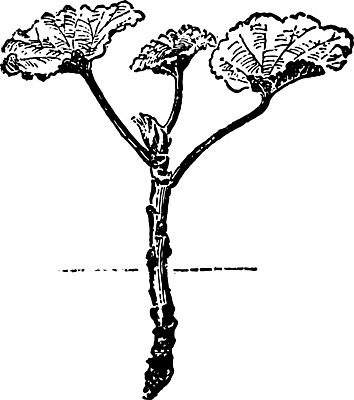 EPS 해외이미지 선 일러스트 미술 검은색 수확 흰색 자르기 그림 판화 제라늄 해외202004 해외일러스트 식물 컬러 농업 모션 문화예술 파일형식 벡터 이미지허브