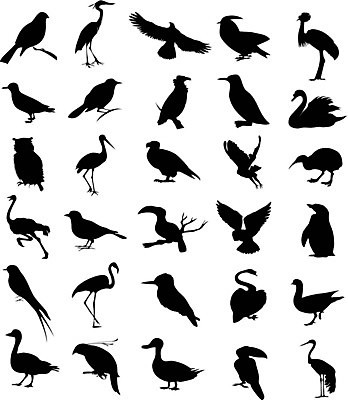 EPS 해외이미지 동물 일러스트 자연 조류 오리 검은색 만화 왜가리 펭귄 비둘기 앵무새 백조 독수리 참새 부엉이 거위 타조 내추럴 동물상 해외202004 해외일러스트 컬러 조형물 생태계 파일형식 벡터 이미지허브