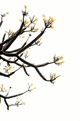 포토 JPG 해외이미지 나무 식물 꽃잎 꽃 자연 사람없음 초록색 노란색 벚꽃 흰색 순수 오브젝트 해외202004 해외포토 컬러 컨셉 생태계 파일형식 이미지허브