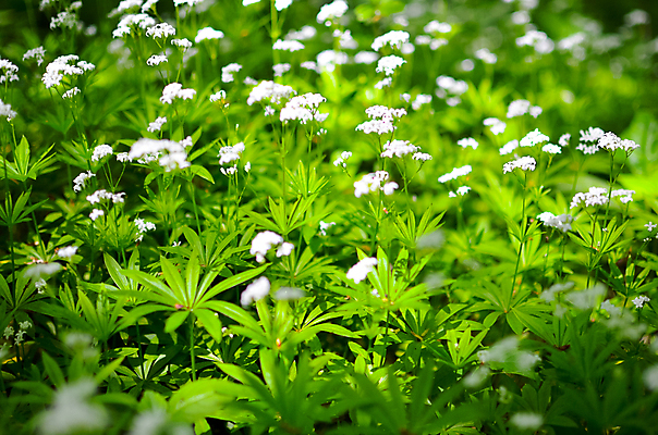포토 JPG 해외이미지 나무 식물 디자인 계절 꽃 꽃다발 백그라운드 잎 꽃무늬 밭 자연 벽지 풍경 사람없음 야외 초록색 여름 컬러풀 노란색 정원 봄 들꽃 벚꽃 흰색 신선 개화 닫기 숲 원예 심플 내추럴 헌병 해외202004 해외포토 컬러 무늬 농업 모션 취미 군인 생태계 파일형식 이미지허브