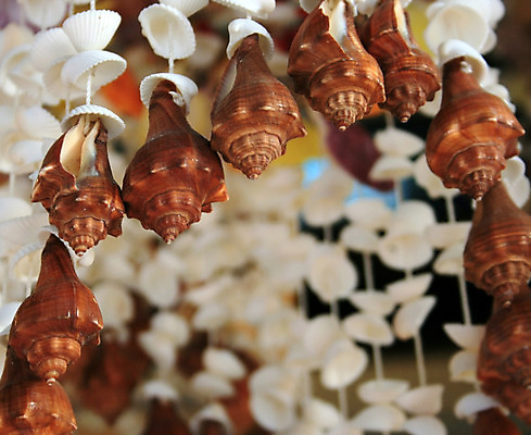 포토 JPG 해외이미지 동물 디자인 바다 백그라운드 자연 벽지 모바일 조개 종류 해변 사람없음 내부 장식 껍질 원형 혼합 옷걸이 공예 질감 내추럴 핸드메이드 해외202004 해외포토 도형 어패류 취미 생태계 파일형식 이미지허브