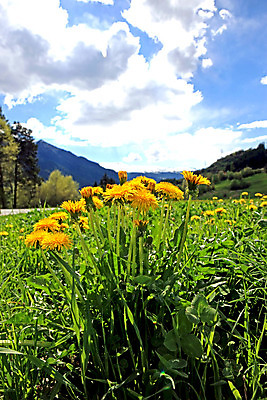 포토 JPG 해외이미지 구름 밭 자연 하늘 휴가 풍경 사람없음 야외 초록색 여름 파란색 컬러풀 햇빛 노란색 평화 침묵 봄 활발 시골 신선 비교 민들레 언덕 스카이라인 내추럴 수평선 해외202004 해외포토 자연요소 계절 꽃 컬러 컨셉 농업 태양 소리 생태계 파일형식 이미지허브