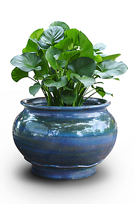 포토 JPG 해외이미지 나무 식물 꽃 백그라운드 잎 자연 육류 사람없음 초록색 성장 나뭇가지 신선 냄비 고립 해외202004 해외포토 컬러 식재료 솥 생태계 파일형식 이미지허브