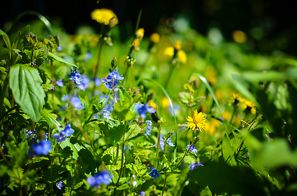 포토 JPG 해외이미지 식물 계절 꽃잎 꽃 꽃다발 백그라운드 잎 꽃무늬 밭 자연 하늘 부활절 발렌타인데이 사랑 이벤트 사람없음 장식 초록색 파란색 컬러풀 햇빛 노란색 정원 보라색 봄 벚꽃 흰색 시골 신선 개화 다발 내추럴 캐모마일 파스텔톤 해외202004 해외포토 기념일 감정 컬러 무늬 농업 데이이벤트 태양 허브 생태계 파일형식 이미지허브