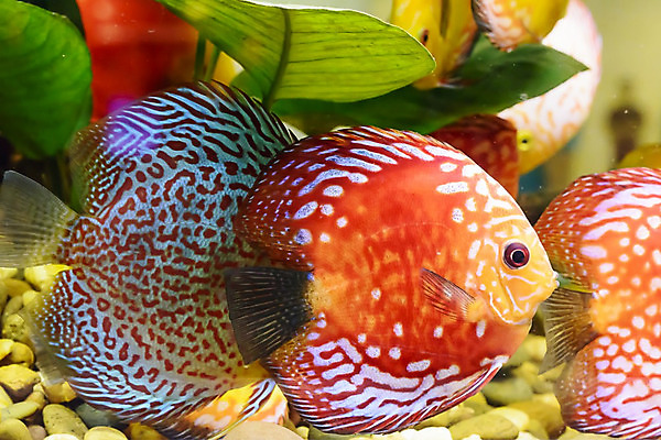 포토 JPG 해외이미지 동물 바다 오렌지 태국 천사 어류 사람없음 빨간색 물 반려동물 일본 수영 희망 연못 황금 우아함 캐비닛 꼬리 금붕어 해외202004 해외포토 자연요소 감정 아시아 컬러 컨셉 과일 수중동물 수상스포츠 사물함 파일형식 이미지허브