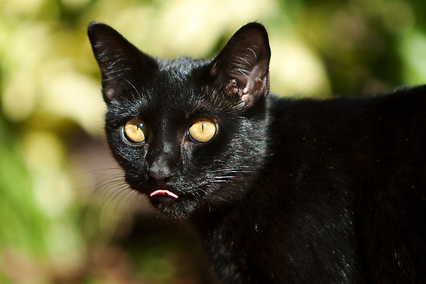 포토 JPG 해외이미지 동물 포유류 사람없음 야외 빛 반려동물 검은색 고양이 모피 호기심 해외202004 해외포토 감정 컬러 컨셉 파일형식 이미지허브