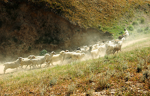포토 JPG 해외이미지 동물 길 농업 포유류 생물 산 사람없음 야외 목재 가로 농장 가축 양 소 군중 먹이 오솔길 언덕 먼지 양고기 동물상 바보 선로 양털 카자흐스탄 많음 해외202004 해외포토 나무 산업 아시아 컨셉 재료 육류 사람 조형물 파일형식 이미지허브