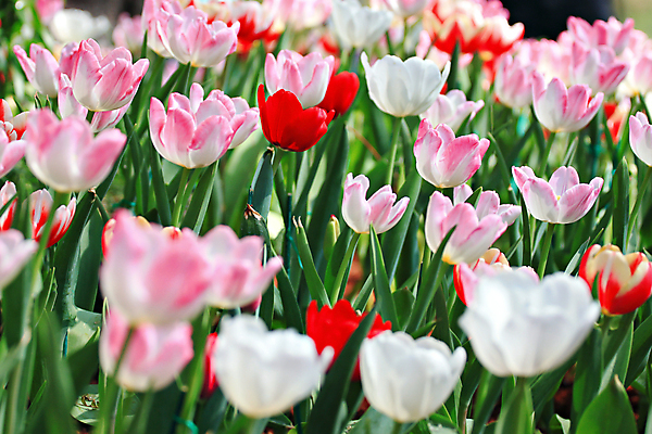 포토 JPG 해외이미지 식물 꽃잎 꽃 줄기 분홍색 꽃다발 백그라운드 꽃무늬 자연 사랑 사람없음 컬러풀 새싹 정원 튤립 벚꽃 개화 원예 보케 내추럴 해외202004 해외포토 감정 컬러 무늬 취미 생태계 파일형식 이미지허브