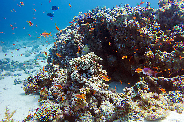 포토 JPG 해외이미지 동물 야생동물 바다 학교 아프리카 자연 이집트 어류 풍경 사람없음 물 파란색 컬러풀 햇빛 바닷속 수중 거품 스노클링 호주 잠수부 생태계 다이빙 인도네시아 수족관 홍해 몰디브 카리브해 깊이 소금물 해외202004 해외포토 자연요소 교육 나라 아시아 컬러 태양 수영 수중동물 수상스포츠 오세아니아 전문직 수중스포츠 파일형식 이미지허브