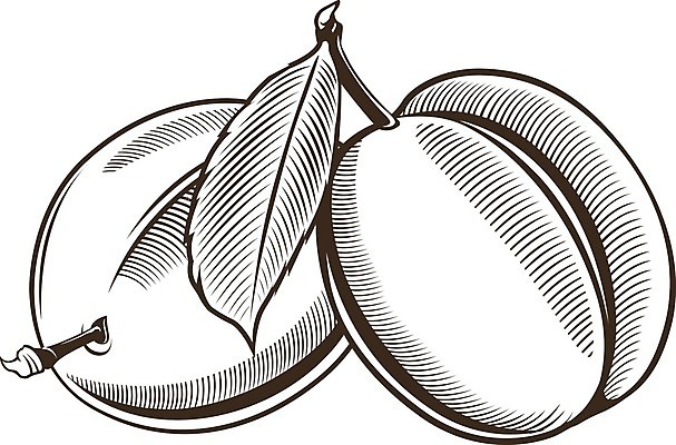 EPS 해외이미지 클립아트 음식 잎 과일 일러스트 포장 자연 디저트 요리 그래픽 장식 꼬리표 라벨 주방 식당 주스 수확 신선 맛 잼 먹기 라인아트 그림 에코 유기농 복고 배지 판화 통조림 자두 내추럴 고립 목판화 숙성 채식주의자 해외202004 해외일러스트 식물 웰빙 음료 선 컨셉 농업 모션 프레임 미술 환경 상점 소스_음식 생태계 채식 파일형식 벡터 이미지허브