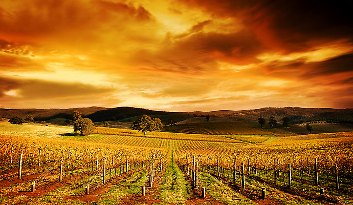 포토 JPG 해외이미지 나무 구름 계절 상징 오렌지 자연 하늘 포도 풍경 사람없음 노란색 일출 일몰 가을 시골 언덕 포도밭 내추럴 양조장 해외202004 해외포토 자연요소 식물 컬러 밭 과일 노을 생태계 파일형식 이미지허브