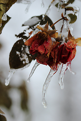 포토 JPG 해외이미지 나무 계절 꽃 겨울 자연 풍경 사람없음 야외 장미 환경 냉동 얼음 흰색 시골 황무지 숲 그림 내추럴 생태학 해외202004 해외포토 자연요소 식물 교육 컬러 생태계 파일형식 이미지허브