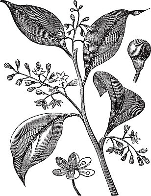 EPS 해외이미지 식물 꽃 줄기 잎 일러스트 자연 건강 미술 치료 약 검은색 들꽃 수확 골동품 벚꽃 흰색 개화 약초 인쇄 허브 그림 판화 옛날 해외202004 해외일러스트 컬러 농업 의학 문화예술 풀_식물 생태계 파일형식 벡터 이미지허브