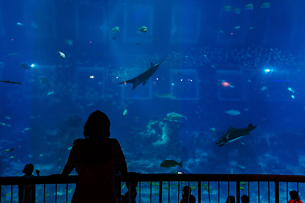 포토 JPG 해외이미지 동물 여행 어류 사람 사람없음 건물 물 관광지 고요 수족관 내추럴 싱가폴 해외202004 해외포토 자연요소 건축물 아시아 수중동물 파일형식 이미지허브