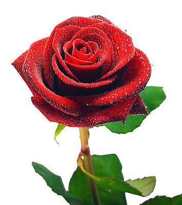 포토 JPG 해외이미지 식물 기념일 꽃잎 꽃 꽃다발 결혼 백그라운드 컨셉 잎 자연 휴가 부활절 아이디어 발렌타인데이 선물 사랑 이벤트 사람없음 장식 빨간색 물 장미 머리 봄 젖음 신혼여행 벚꽃 물방울 축하 신용카드 우아함 이슬 심볼 오브젝트 싱글 약혼 고립 해외202004 해외포토 자연요소 계절 감정 컬러 데이이벤트 신체부위 금융 생태계 약속 파일형식 이미지허브