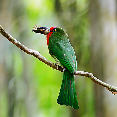 포토 JPG 해외이미지 동물 공원 아시아 야생동물 백그라운드 날개 태국 자연 조류 휴식 생물 수염 사람없음 야외 빨간색 초록색 컬러풀 햇빛 환경 자유 나뭇가지 보호 깃털 속도 싱글 꼬리 사냥 부리 꿀 경보 해외202004 해외포토 나무 공공시설 나라 컬러 컨셉 태양 생태계 파일형식 이미지허브
