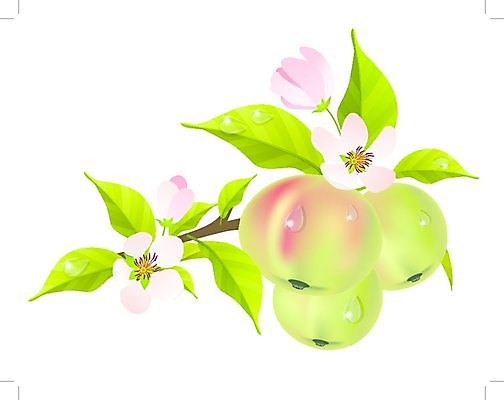 EPS 해외이미지 클립아트 나무 식물 계절 꽃잎 꽃 음식 백그라운드 잎 꽃무늬 패턴 과일 일러스트 자연 미술 초록색 여름 정원 맑음 봄 벚꽃 흰색 나뭇가지 신선 시간 개화 사과 상품 과수원 오브젝트 원예 내추럴 고립 넘어짐 생태학 숙성 많음 해외202004 해외일러스트 교육 컬러 컨셉 무늬 농업 모션 날씨 문화예술 취미 생태계 파일형식 벡터 이미지허브