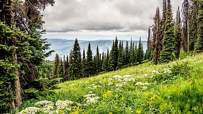 포토 JPG 해외이미지 나무 식물 구름 계절 꽃 여행 캐나다 밭 자연 하늘 산 풍경 사람없음 야외 초록색 컬러풀 노란색 환경 계곡 침묵 봄 활발 흰색 신선 소나무 숲 언덕 장면 내추럴 절정 해외202004 해외포토 자연요소 컬러 컨셉 북아메리카 농업 소리 생태계 파일형식 이미지허브