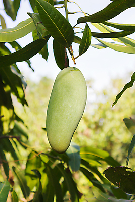 포토 JPG 해외이미지 나무 백그라운드 과일 자연 사람없음 초록색 농장 정원 신선 그룹 다발 싱글 유기농 망고 해외202004 해외포토 식물 웰빙 컬러 농업 열대과일 생태계 파일형식 이미지허브