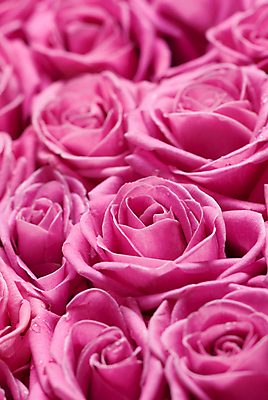 포토 JPG 해외이미지 꽃잎 꽃 분홍색 꽃다발 백그라운드 발렌타인데이 사랑 사람없음 장미 새싹 벚꽃 신선 개화 그룹 이슬 많음 해외202004 해외포토 식물 감정 컬러 컨셉 데이이벤트 파일형식 이미지허브