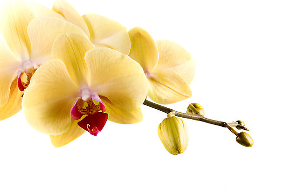 포토 JPG 해외이미지 식물 꽃 줄기 백그라운드 오렌지 사람없음 노란색 일본 보라색 흰색 난초 소중 향수 사인 페이지 이국적 해외202004 해외포토 아시아 컬러 컨셉 과일 화장품 파일형식 이미지허브