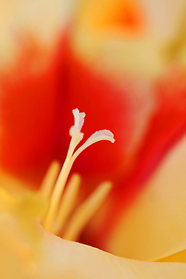 포토 JPG 해외이미지 식물 꽃잎 꽃 줄기 분홍색 꽃다발 백그라운드 잎 꽃무늬 오렌지 자연 사람없음 빨간색 여름 정원 봄 성장 벚꽃 개화 우아함 닫기 백합 묘사 싱글 내추럴 고립 꽃수술 해외202004 해외포토 계절 컬러 컨셉 무늬 과일 모션 생태계 파일형식 이미지허브