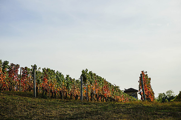 포토 JPG 해외이미지 유럽 잎 농업 과일 자연 포도 휴가 풍경 사람없음 야외 초록색 와인 이탈리아 성장 농촌 시골 언덕 조경 포도밭 산기슭 내추럴 양조장 해외202004 해외포토 식물 나라 산업 컬러 밭 산 주류 생태계 파일형식 이미지허브