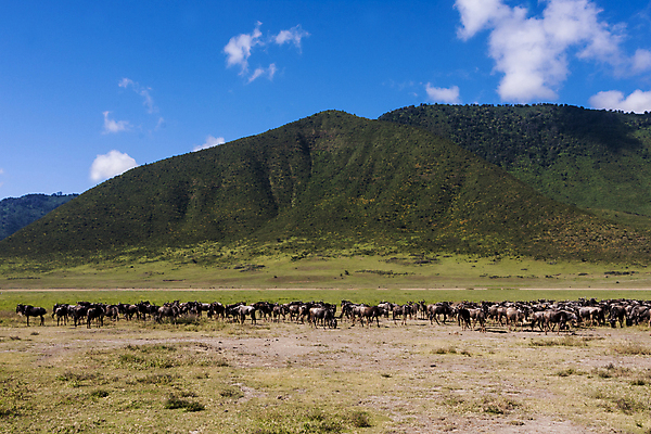 포토 JPG 해외이미지 식물 구름 야생동물 포유류 아프리카 하늘 사람없음 야외 초록색 파란색 흰색 황무지 군중 방목 언덕 영양 얼룩말 동물상 탄자니아 많음 해외202004 해외포토 자연요소 동물 나라 컬러 컨셉 사람 조형물 말_동물 축산업 파일형식 이미지허브