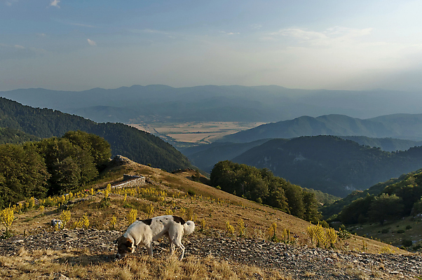 포토 JPG 해외이미지 나무 동물 구름 계절 꽃 실루엣 하늘 산 풍경 경사 사람없음 여름 반려동물 계곡 안개 숲 언덕 분필 불가리아 웅장함 절정 해외202004 해외포토 자연요소 식물 날씨 촬영기법 초크 파일형식 남유럽 이미지허브