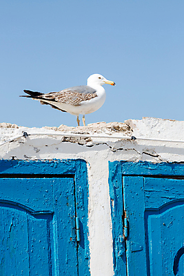 포토 JPG 해외이미지 디자인 응시 야생동물 벽 바다 여행 백그라운드 날개 자연 벽지 갈매기 조류 하늘 왕관 서기 사람없음 장식 물 파란색 문 항구 추위 자유 수확 골동품 덮개 흰색 시골 기다림 정상 집중 깃털 싱글 복고 부리 포트 옛날 혼자 해외202004 해외포토 자연요소 동물 시선 컬러 컨셉 농업 교통시설 모션 뚜껑 생태계 파일형식 이미지허브