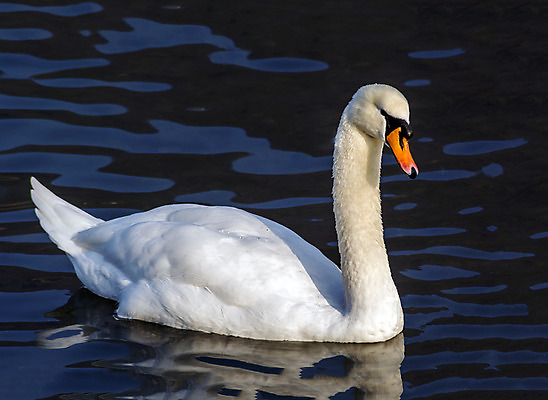 포토 JPG 해외이미지 동물 1 계절 호수 야생동물 백그라운드 자연 조류 사랑 풍경 사람없음 야외 초록색 물 파란색 빛 강 반사 머리 평화 수영 침묵 흰색 물방울 연못 우아함 숲 심볼 순수 깃털 싱글 부리 백조 목 내추럴 단아함 해외202004 해외포토 자연요소 감정 컬러 컨셉 신체부위 소리 수상스포츠 생태계 파일형식 이미지허브