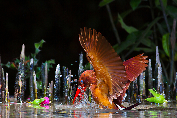 포토 JPG 해외이미지 동물 남자 아시아 야생동물 날개 태국 자연 조류 수영장 동양인 사람없음 빨간색 컬러풀 관찰 잡기 황무지 숲 열대우림 손목시계 깃털 내추럴 물총새 수유 혼자 해외202004 해외포토 나라 시계 컬러 장신구 모션 사람 인종 생태계 파일형식 이미지허브