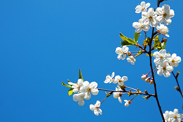 포토 JPG 해외이미지 나무 식물 계절 꽃잎 꽃 백그라운드 잎 패턴 농업 과일 자연 하늘 사람없음 야외 초록색 농장 정원 봄 활발 젖음 성장 벚꽃 흰색 나뭇가지 시골 개화 사과 과수원 원예 해외202004 해외포토 산업 컬러 컨셉 무늬 취미 생태계 파일형식 이미지허브